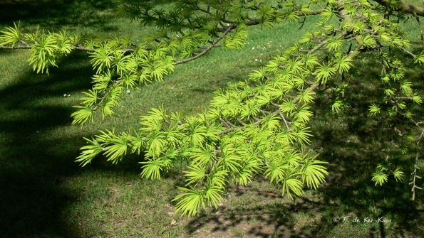 Bois des Moutiers (249) Mai 2012